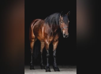Percheron, Castrone, 8 Anni, 163 cm, Baio ciliegia