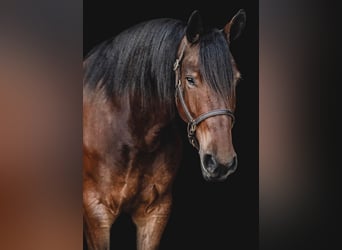 Percheron, Castrone, 8 Anni, 163 cm, Baio ciliegia