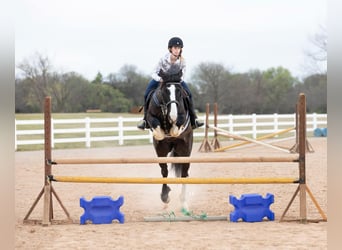 Percheron, Castrone, 8 Anni, 163 cm, Baio ciliegia