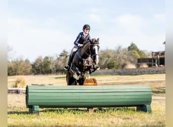 Percheron, Castrone, 8 Anni, 163 cm, Baio ciliegia