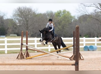 Percheron, Castrone, 8 Anni, 163 cm, Baio ciliegia