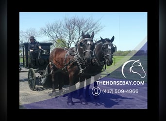 Percheron, Castrone, 8 Anni, 175 cm, Morello