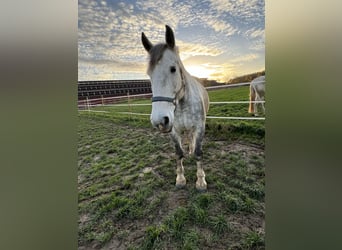 Percheron Mix, Castrone, 8 Anni, 180 cm, Grigio pezzato