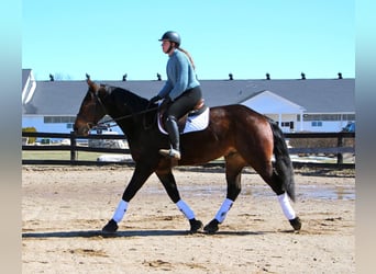 Percheron, Castrone, 8 Anni, Baio ciliegia