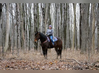 Percheron, Castrone, 8 Anni, Baio ciliegia