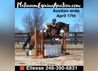 Percheron, Castrone, 8 Anni, Baio ciliegia