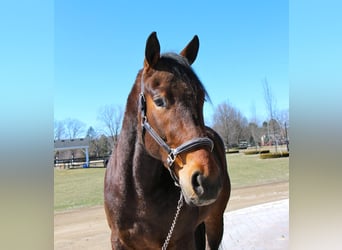 Percheron, Castrone, 8 Anni, Baio ciliegia
