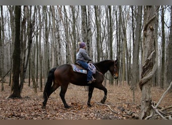 Percheron, Castrone, 8 Anni, Baio ciliegia