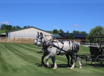 Percheron, Castrone, 8 Anni, Grigio
