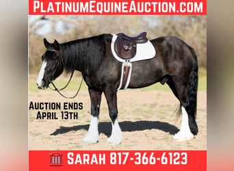 Percheron, Castrone, 9 Anni, 163 cm, Baio ciliegia