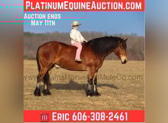 Percheron, Castrone, 9 Anni, 163 cm, Baio ciliegia