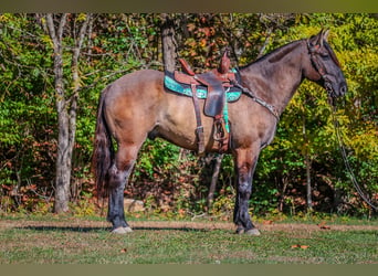 Percheron, Castrone, 9 Anni, 163 cm, Grullo
