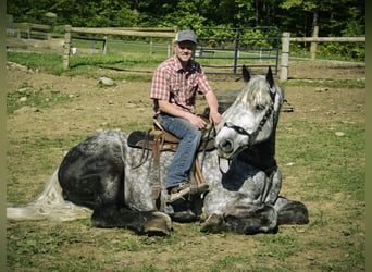 Percheron, Castrone, 9 Anni, 170 cm, Grigio pezzato