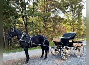 Percheron, Castrone, 9 Anni, 173 cm, Morello