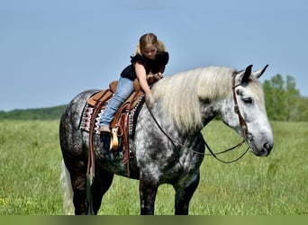 Percheron Mix, Castrone, 9 Anni, Grigio pezzato