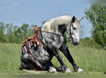 Percheron Mix, Castrone, 9 Anni, Grigio pezzato