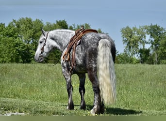 Percheron Mix, Castrone, 9 Anni, Grigio pezzato