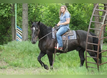 Percheron Mix, Castrone, 9 Anni, Morello