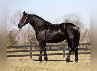 Percheron, Castrone, 9 Anni, Morello