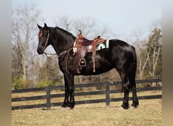 Percheron, Castrone, 9 Anni, Morello