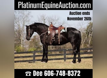 Percheron, Castrone, 9 Anni, Morello