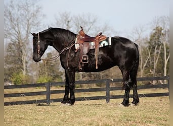 Percheron, Castrone, 9 Anni, Morello