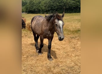 Percheron, Étalon, 1 Année, 180 cm, Gris