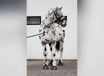 Percheron, Étalon, 5 Ans, 166 cm, Léopard