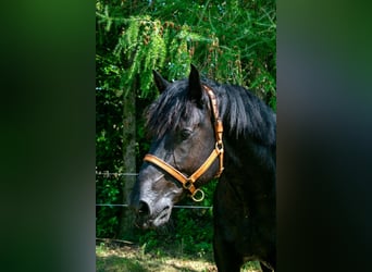 Percheron, Étalon, 5 Ans, 180 cm, Noir