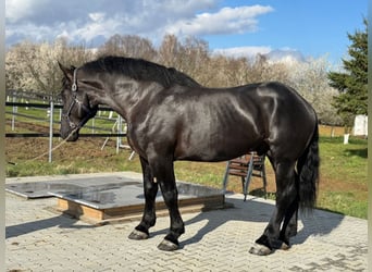 Percheron, Étalon, 5 Ans, 180 cm, Noir