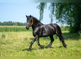 Percheron, Étalon, 5 Ans, 180 cm, Noir