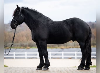 Percheron, Étalon, 6 Ans, 180 cm, Noir