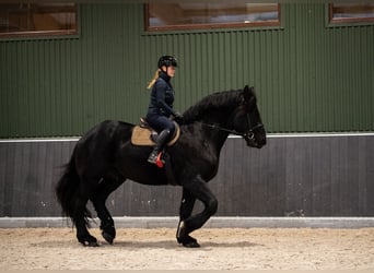 Percheron, Étalon, 6 Ans, 180 cm, Noir