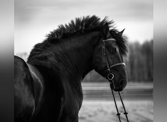 Percheron, Étalon, 6 Ans, 180 cm, Noir