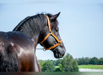 Percheron, Étalon, 6 Ans, Noir