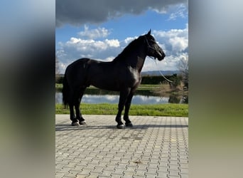 Percheron, Étalon, 6 Ans, Noir