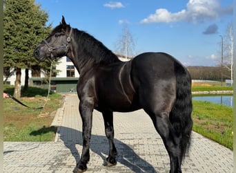 Percheron, Étalon, 6 Ans, Noir