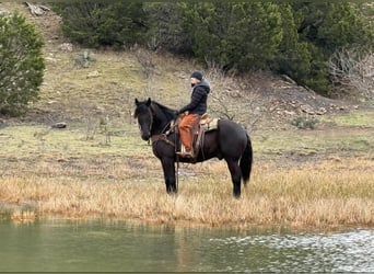 Percheron, Gelding, 10 years, 15.3 hh, Black