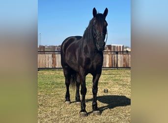Percheron, Gelding, 10 years, 15.3 hh, Black