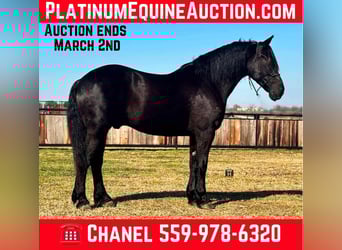 Percheron, Gelding, 10 years, 15.3 hh, Black