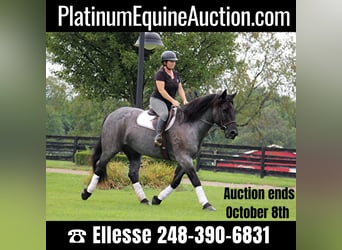 Percheron, Gelding, 10 years, 15,3 hh, Roan-Blue