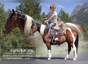 Percheron Mix, Gelding, 10 years, 15 hh, Bay