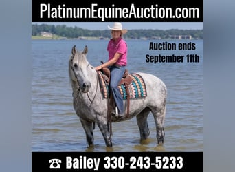 Percheron, Gelding, 10 years, 16,1 hh, Gray-Dapple