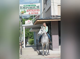 Percheron, Gelding, 10 years, 16,1 hh, Gray-Dapple