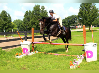 Percheron, Gelding, 10 years, 16,2 hh, Bay