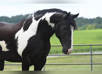 Percheron, Gelding, 10 years, 16.2 hh, Tobiano-all-colors