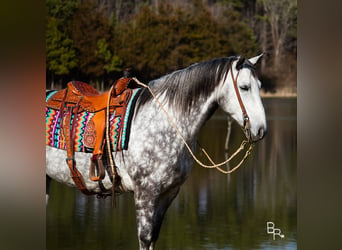 Percheron, Gelding, 10 years, 16 hh, Gray-Dapple