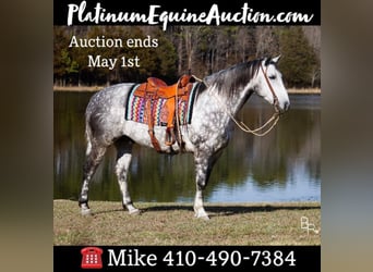 Percheron, Gelding, 10 years, 16 hh, Gray-Dapple