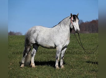 Percheron, Gelding, 10 years, 16 hh, Grey-Dapple