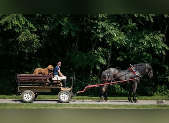 Percheron Mix, Gelding, 10 years, 16 hh, Roan-Blue